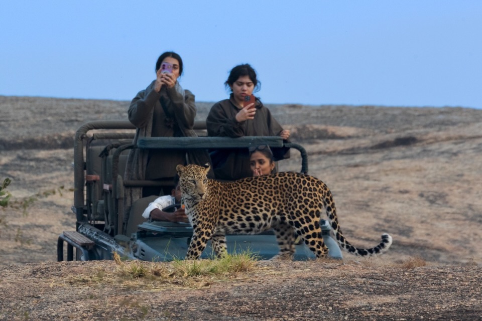 Leopard Sighting Safari